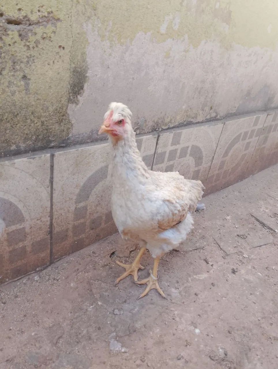 Franga gsb 