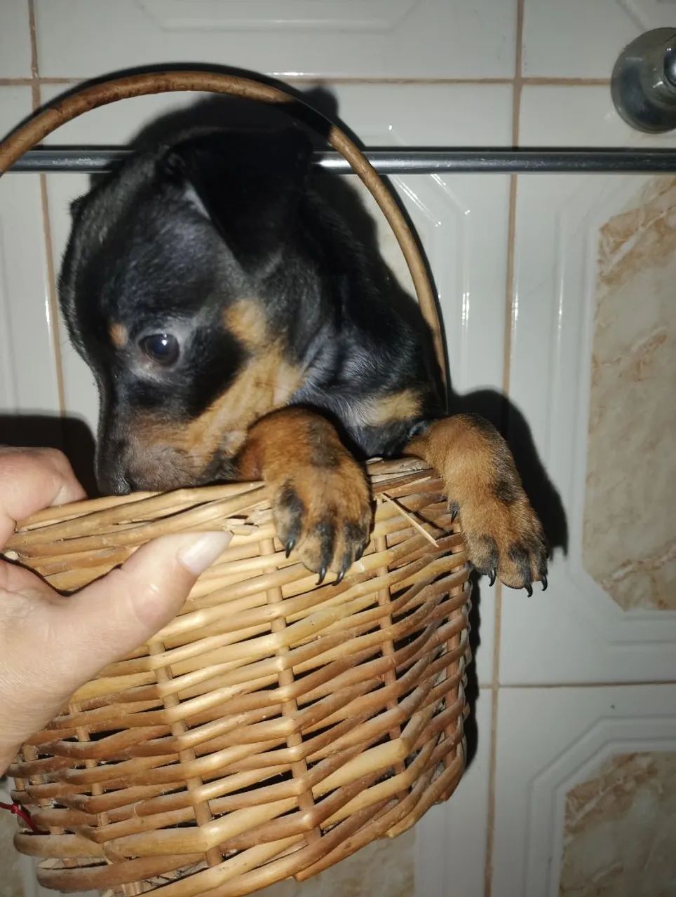 Pinscher  - Foto 3
