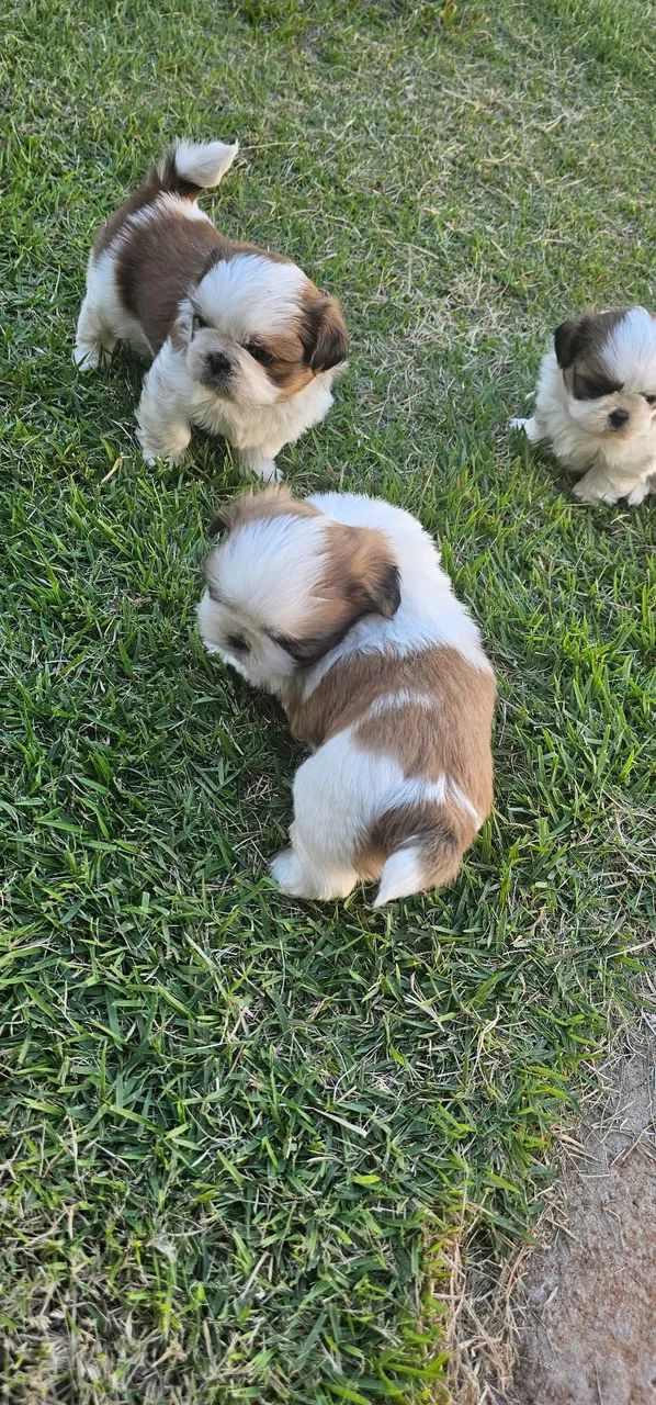 Shih tzu 