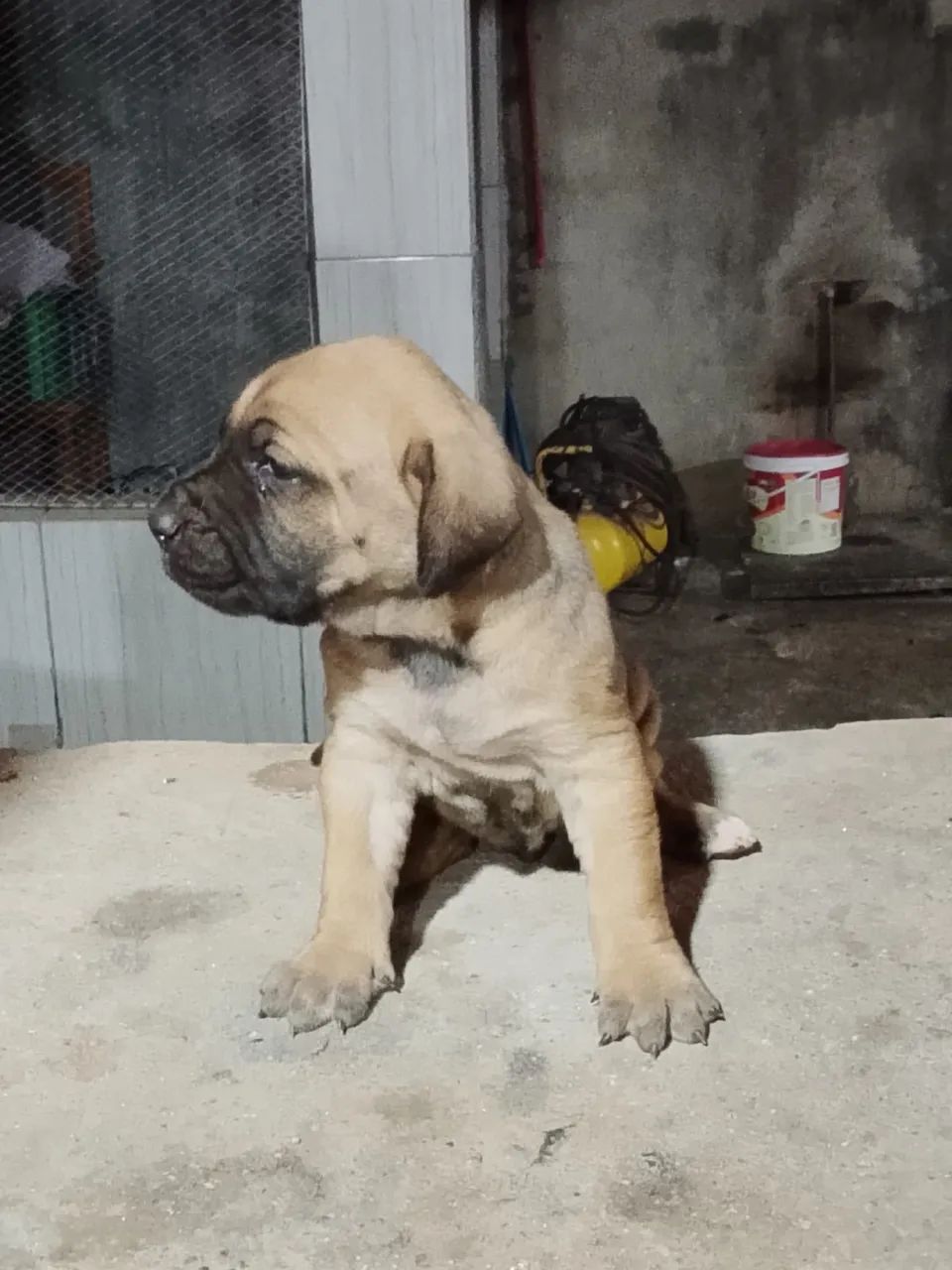 Fila brasileiro  - Foto 2