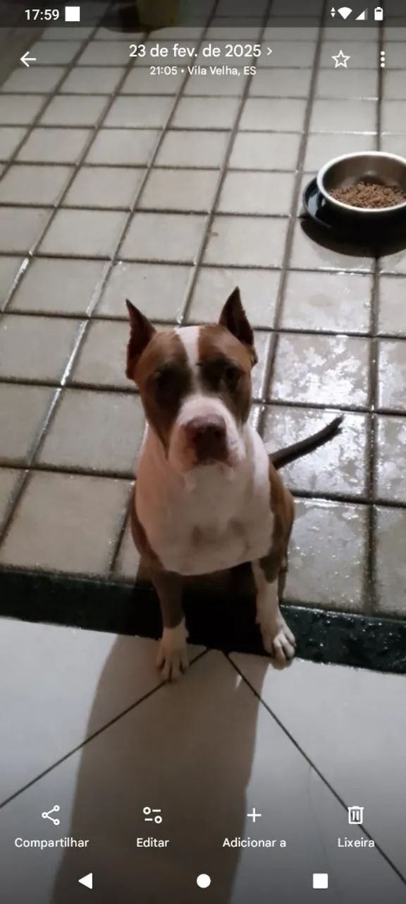 Vendo fêmea Pitbull  - Foto 2