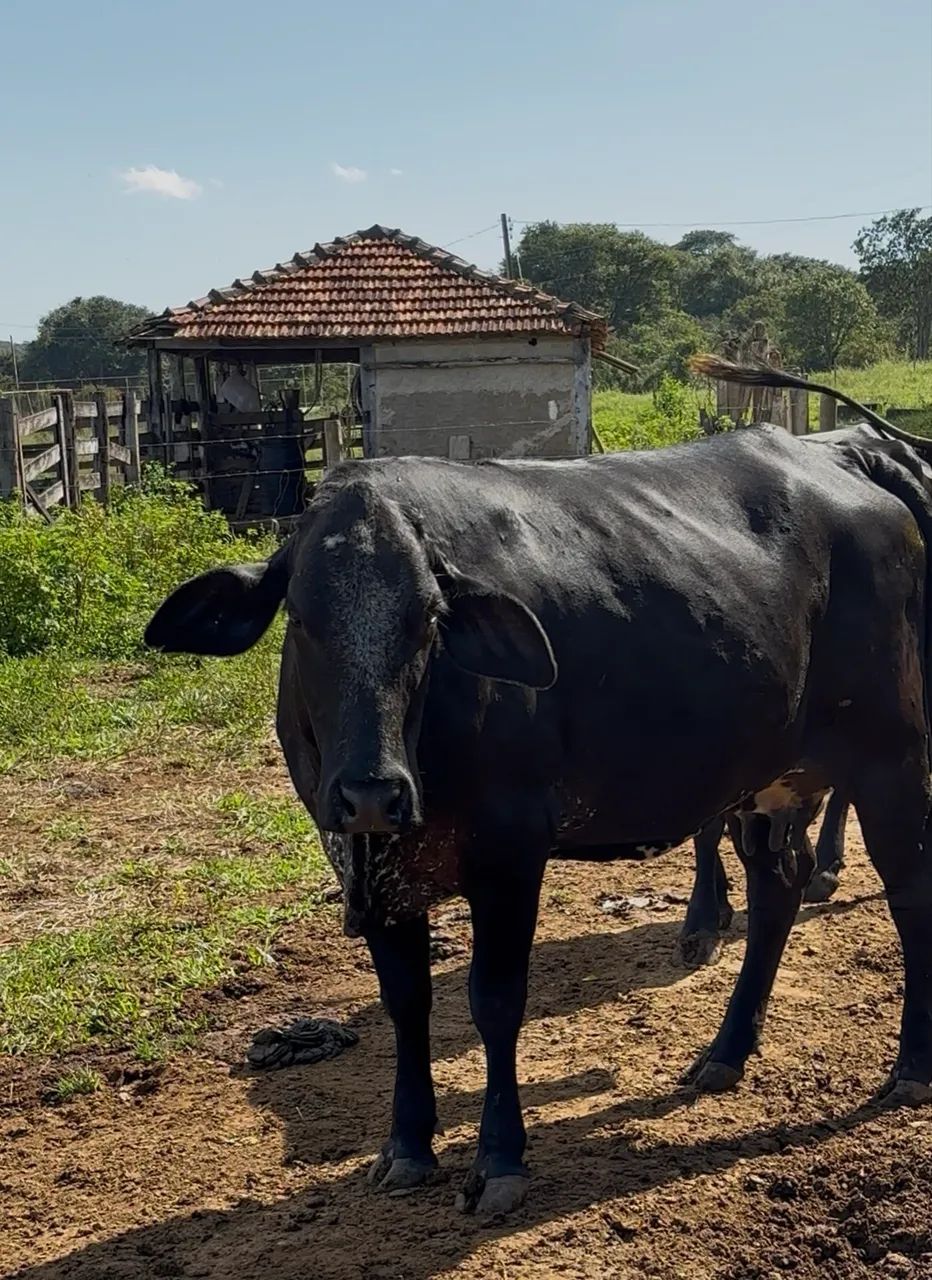 Vacas à venda  - Foto 6