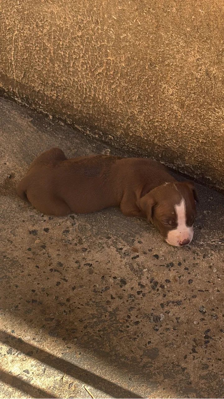 Filhotes pitbull - Foto 5