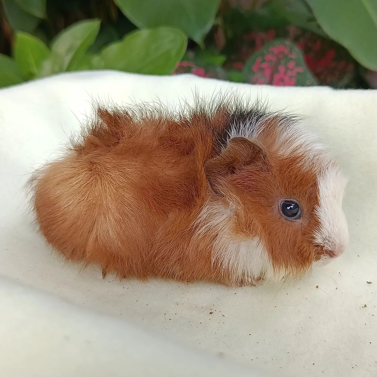 Porquinho da Índia Filhote Macho