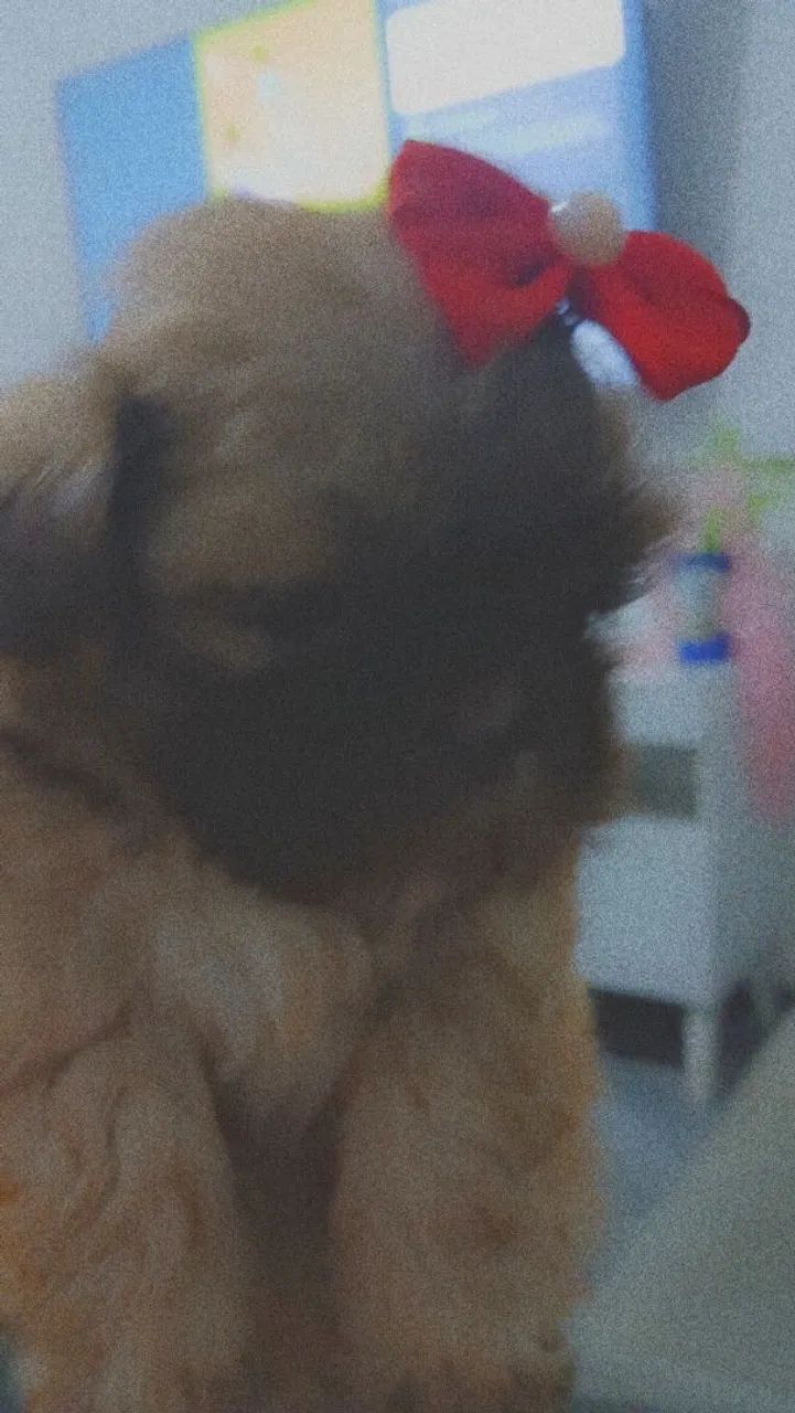 Cachorro  - Foto 4