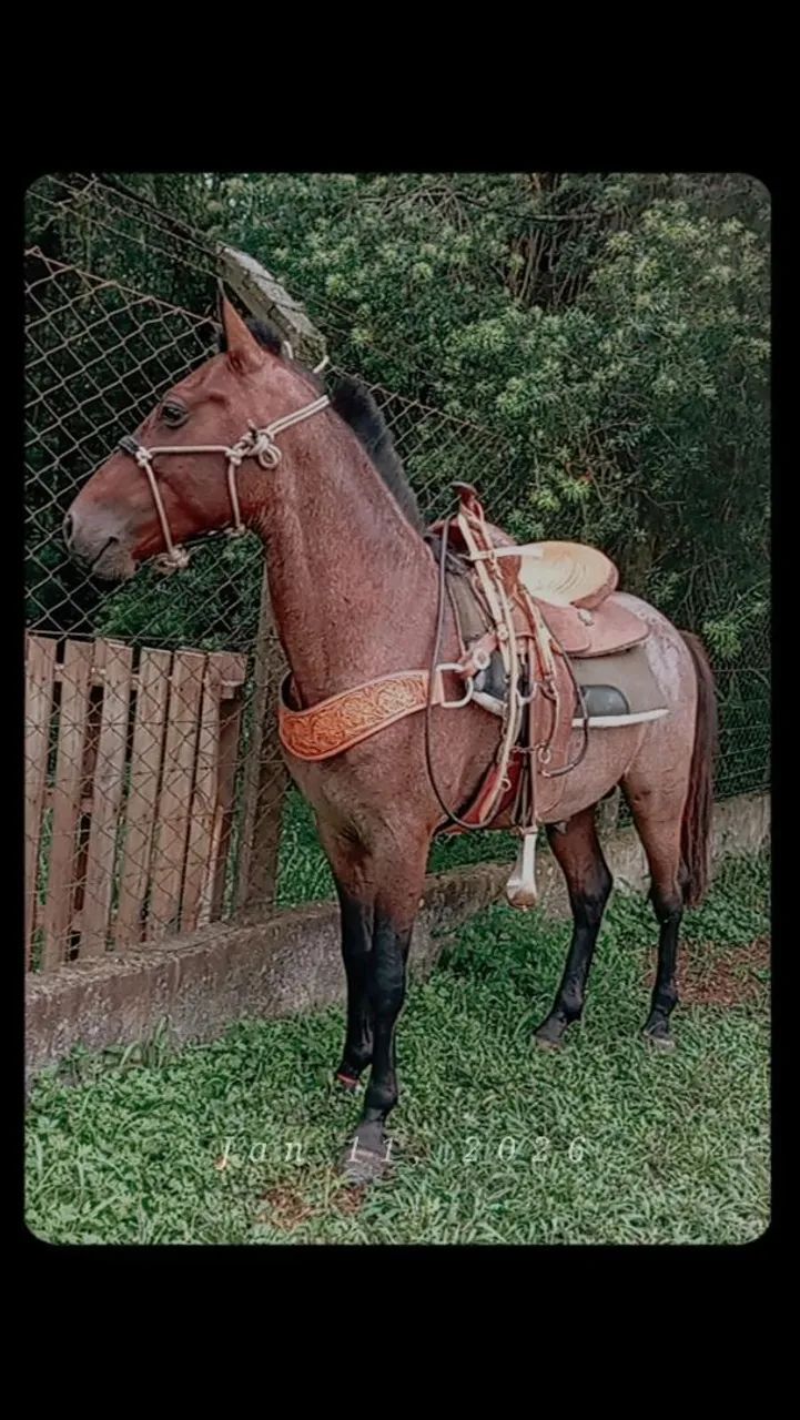 Cavalo mangalarga cuiudo - Foto 2