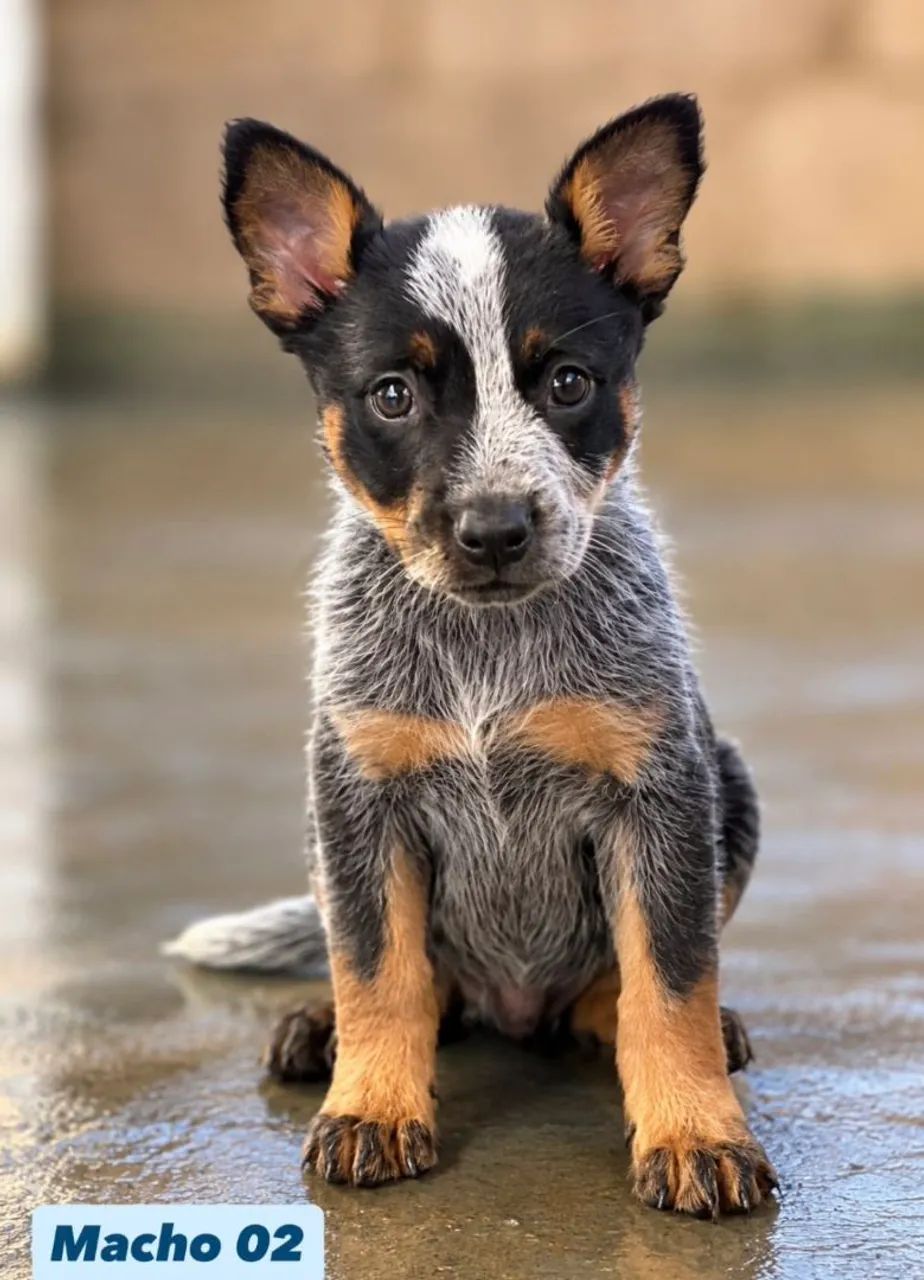 Filhotes Blue Heeler  - Foto 4