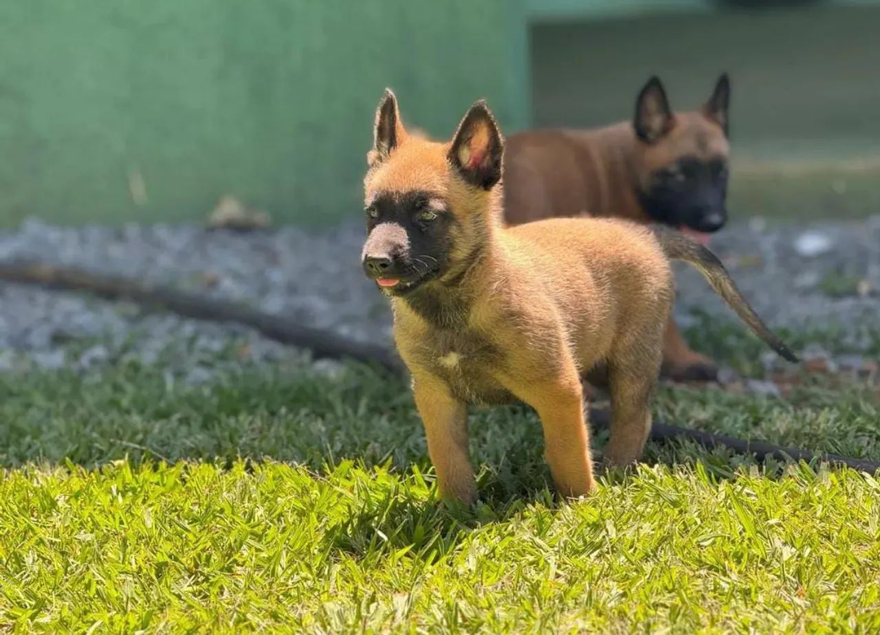 Vendo Filhotes Pastor Belga Malinois  - Foto 5