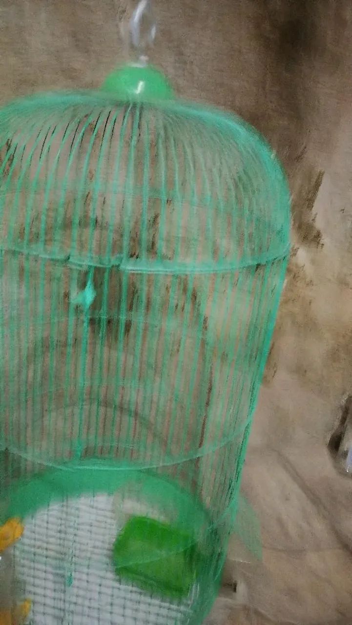 Gaiola de calopsita  - Foto 3