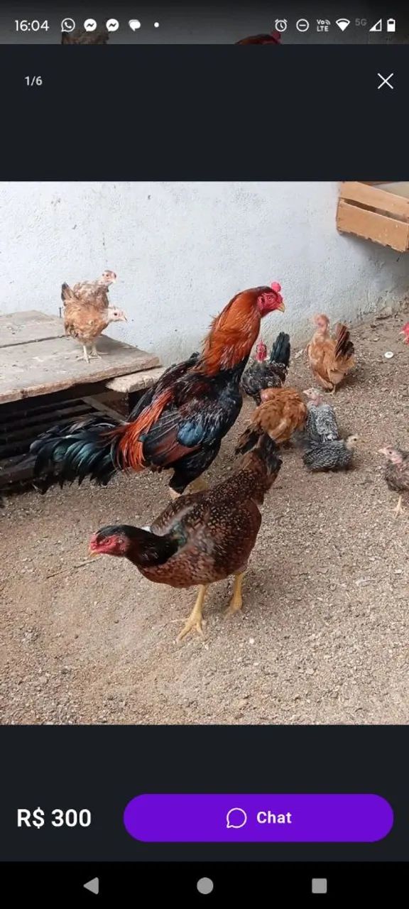 Galo índio 