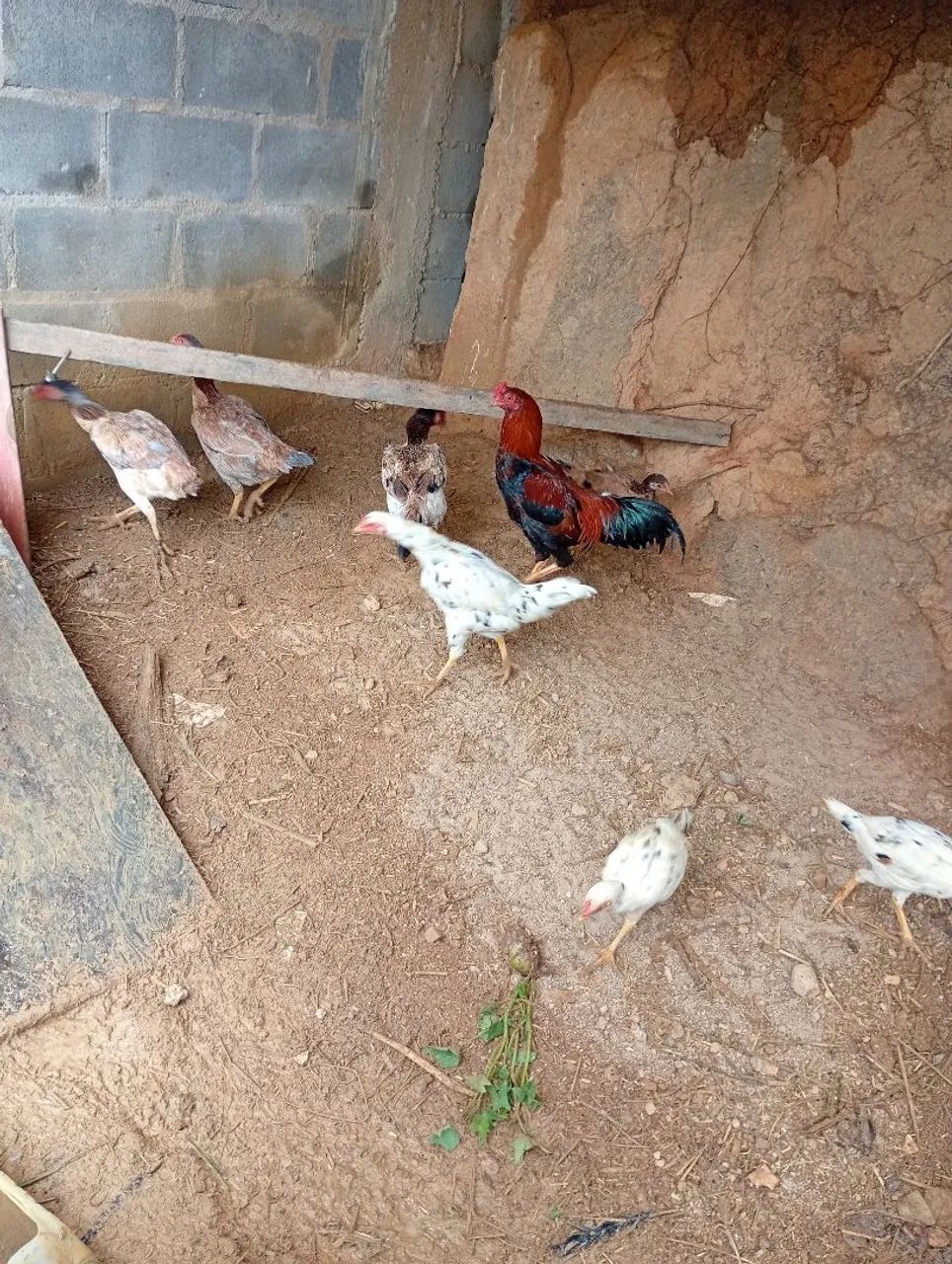 Animais de estimação - Foto 3