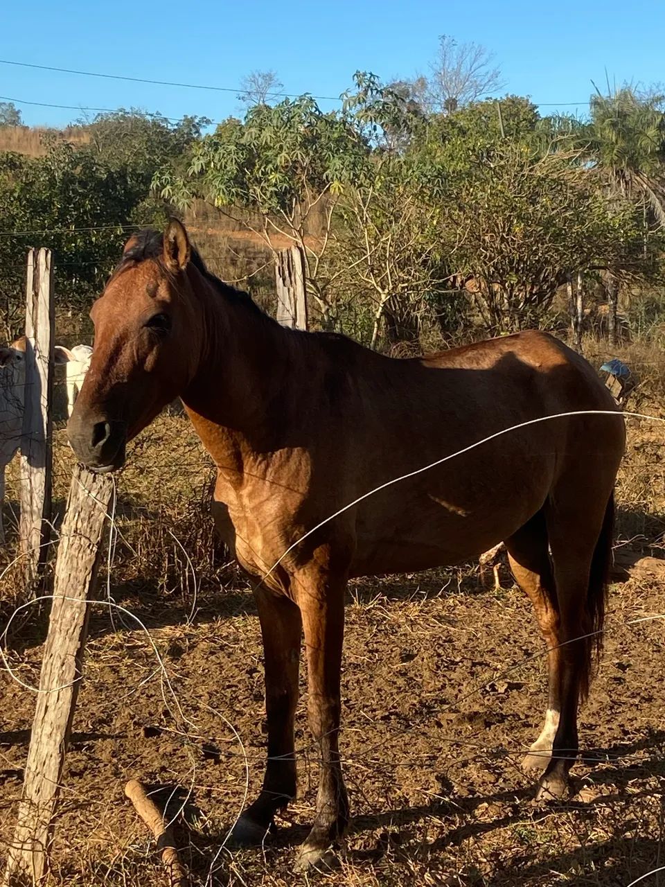 Cavalo - Foto 2