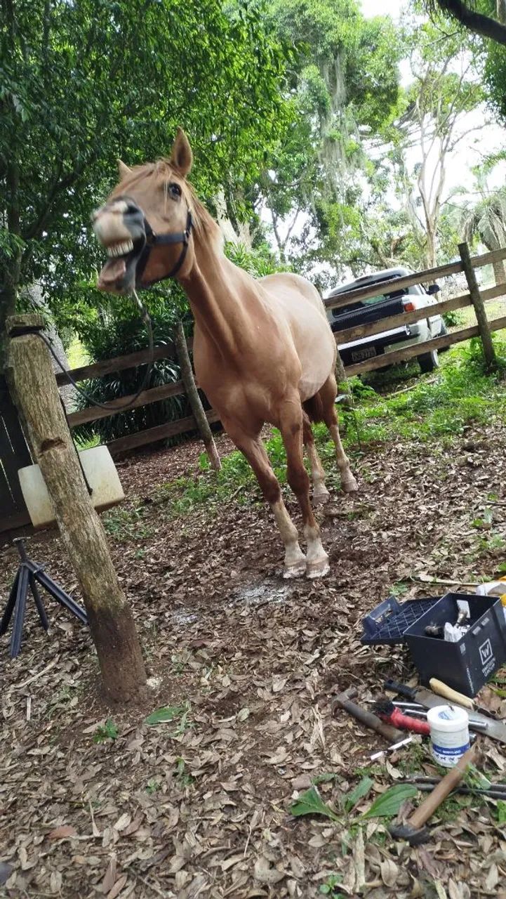 Cavalo Criolo  - Foto 3