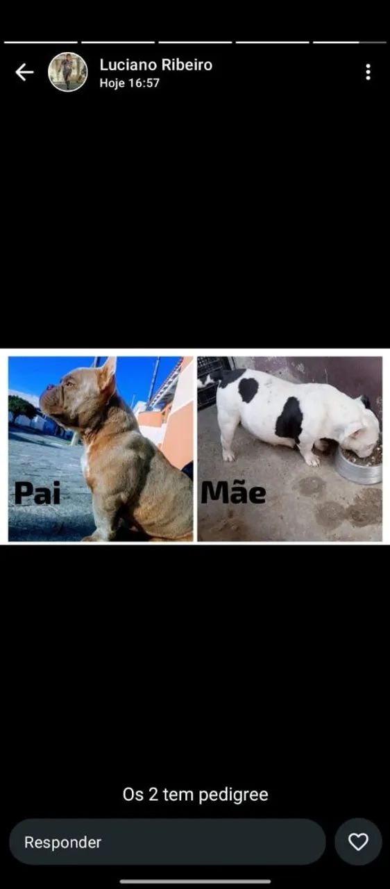 Cachorros  - Foto 5