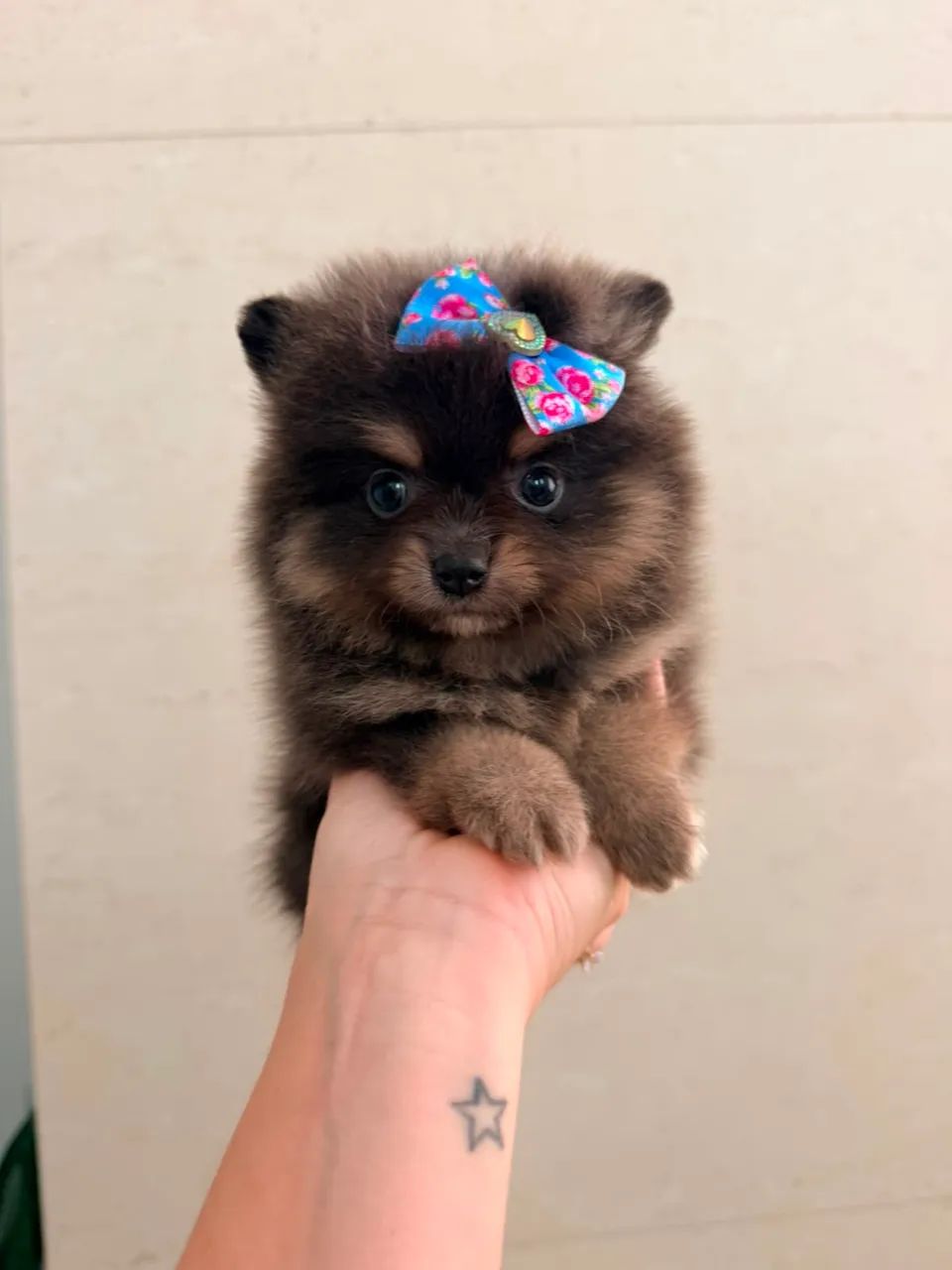 Feminha Spitz alemão Anazinha - Foto 3