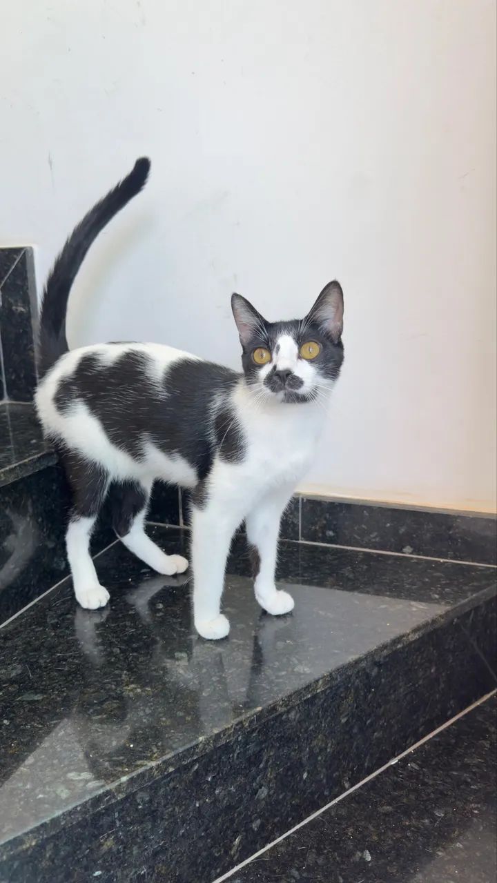 Doação de 2 Gatos - macho e fêmea  - Foto 3