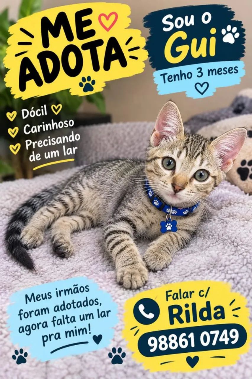 GATOS LINDOS