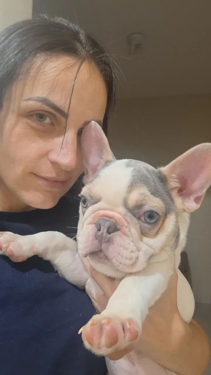 BULLDOG FRANCÊS MACHO - Foto 2