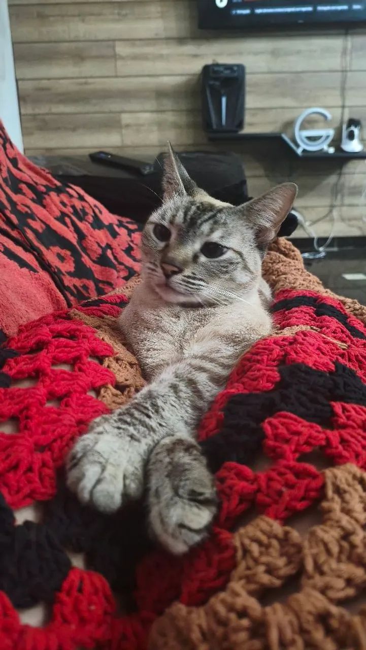 Doação responsável Gata Castrada e vacinada