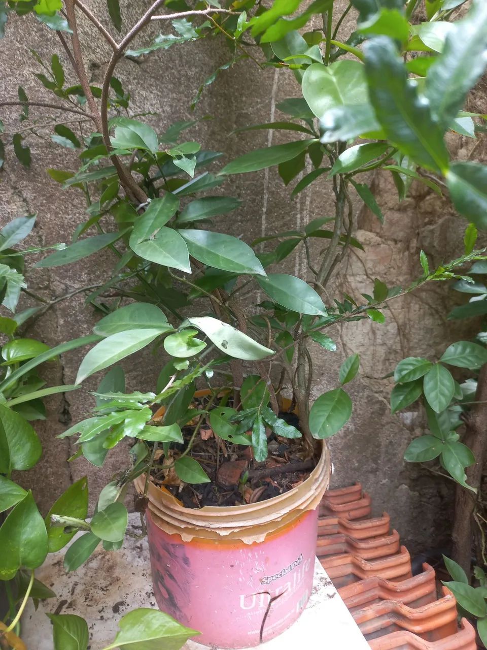 25 reais cada  - Foto 5