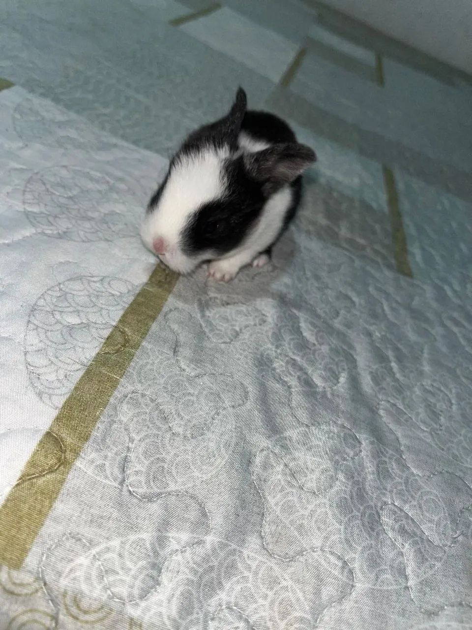 Vendo coelho urgente - Foto 2