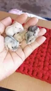 Hamster anão filhotinhos - Foto 3