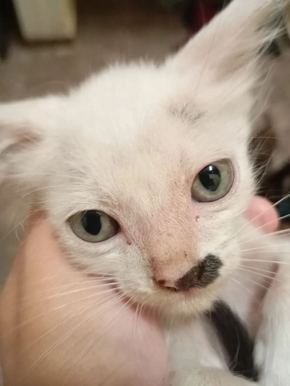 Gatinho pra doação 