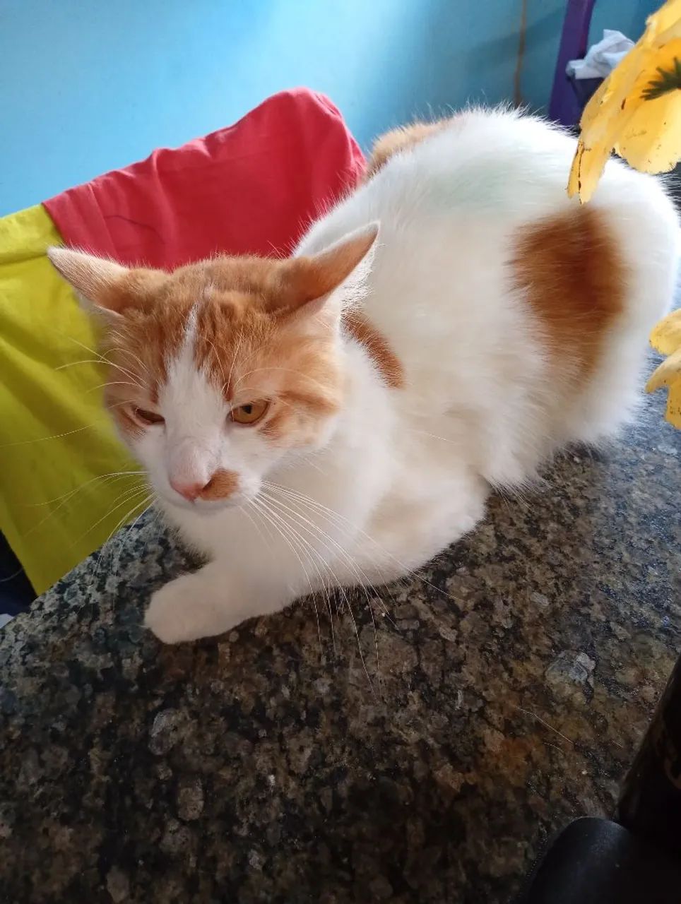 Gato - Foto 2