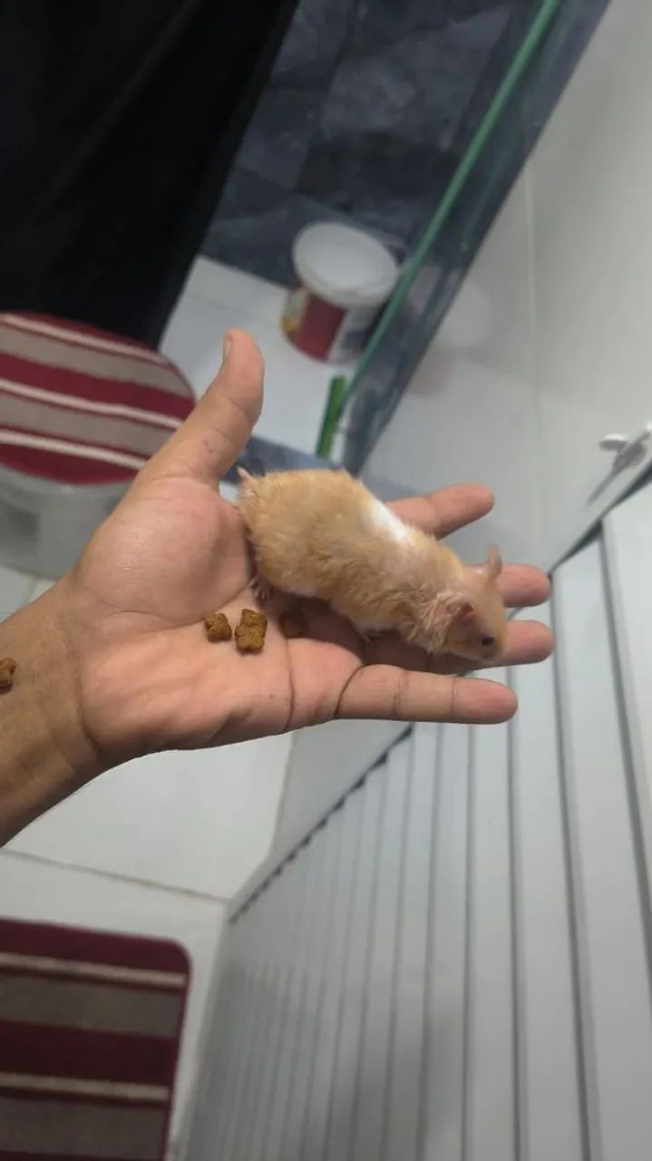 Hamister sirio