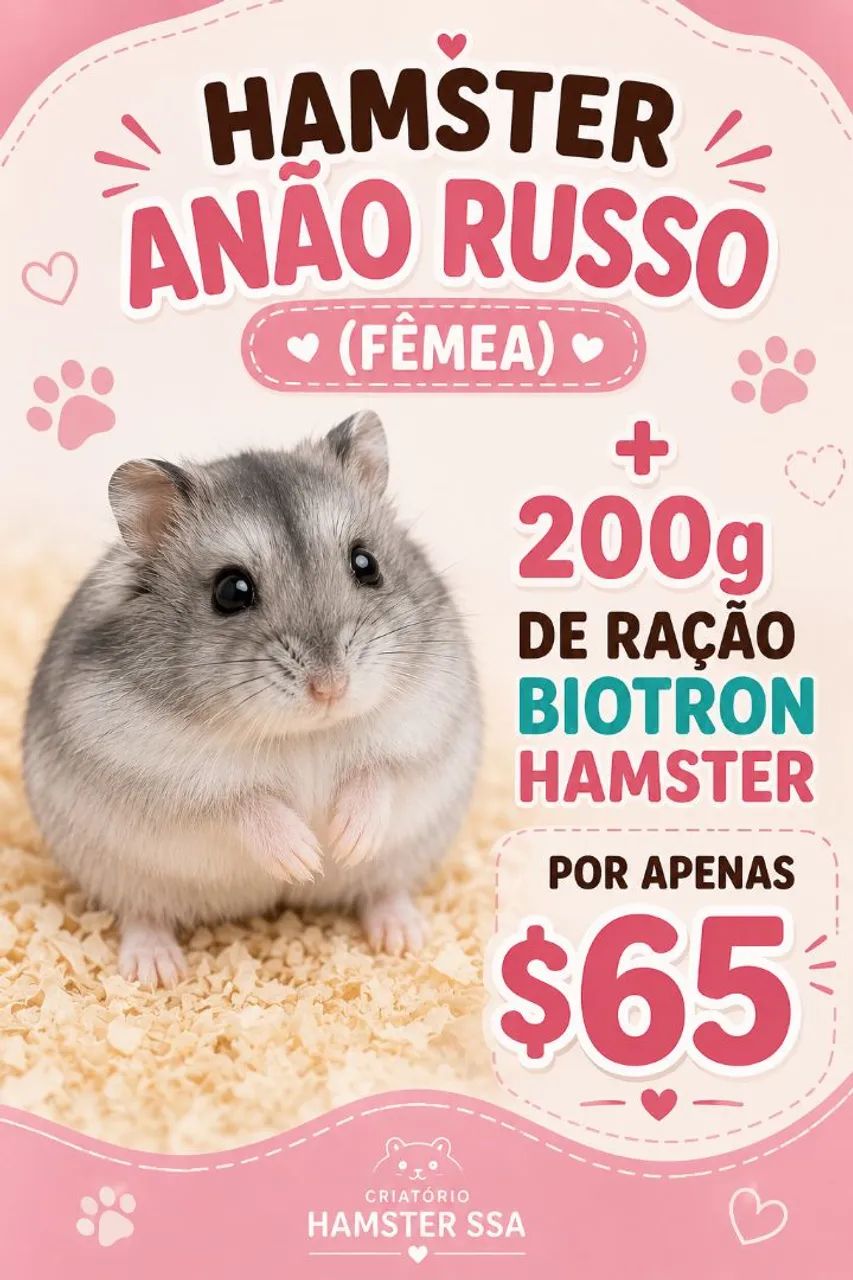 Promoção Hamster anão russo + raçao - Foto 2