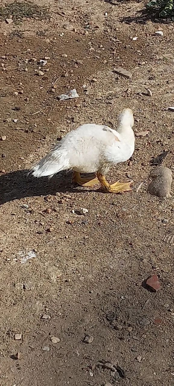 Patos  - Foto 5