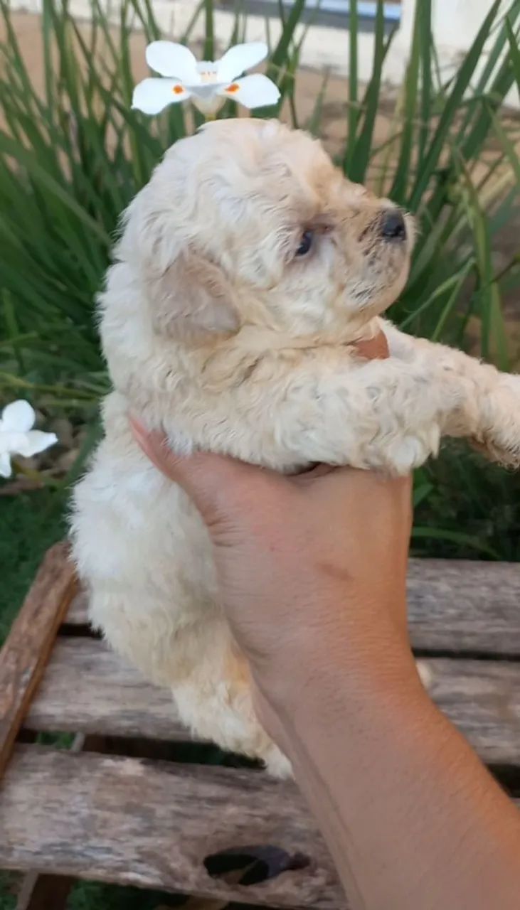 Poodle toy  - Foto 4