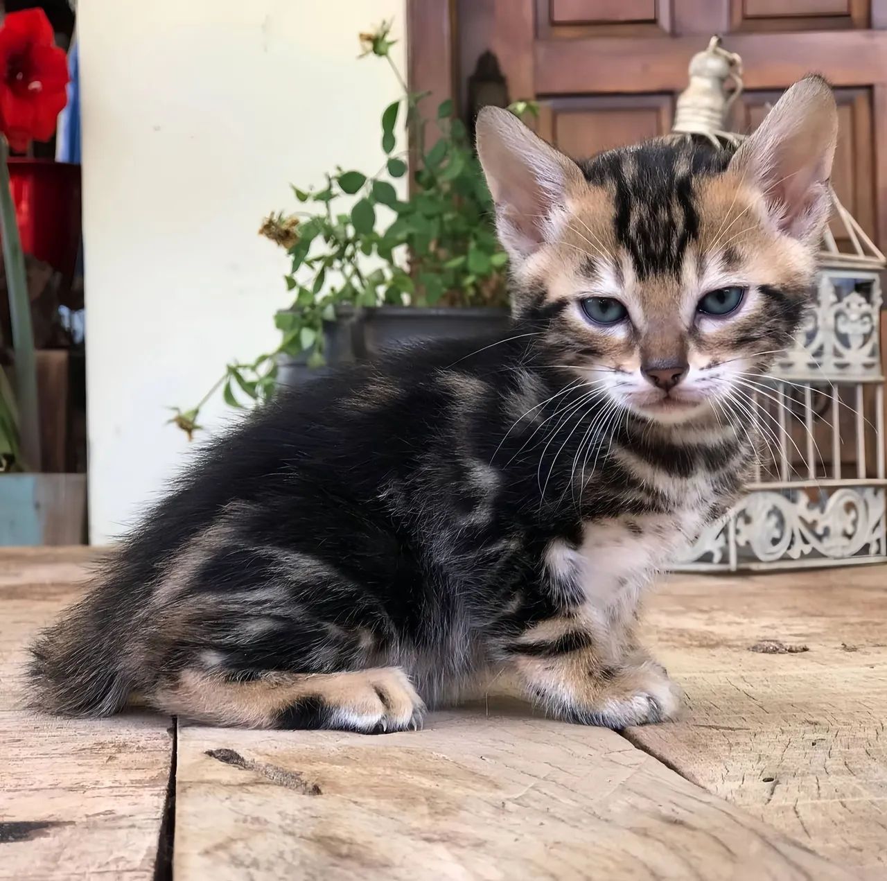 Filhotes Bengal Marbled Silver - 2 meses - Pais no local - Entregamos