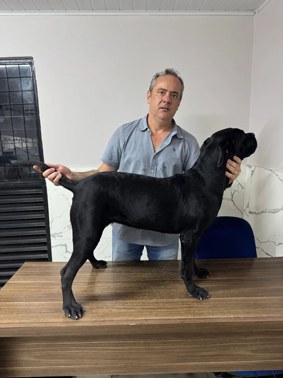 Cane Corso Filhotes  - Foto 3