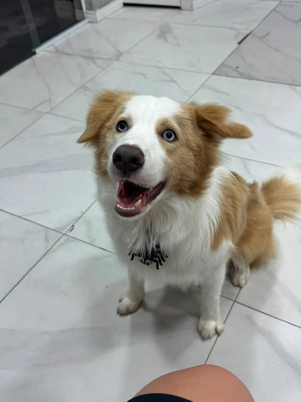 Vendo filhotes de border collie puros! - Foto 2