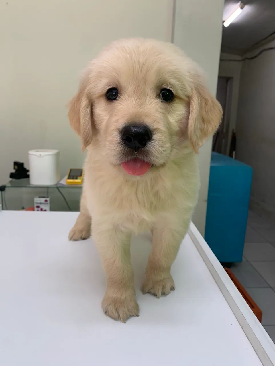 Golden Retriever - Foto 4