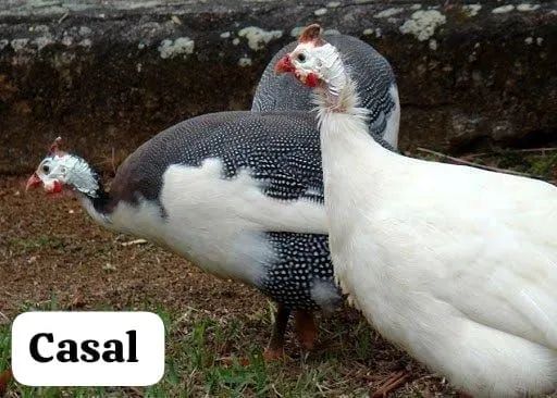 Galinha da Angola  - Foto 2
