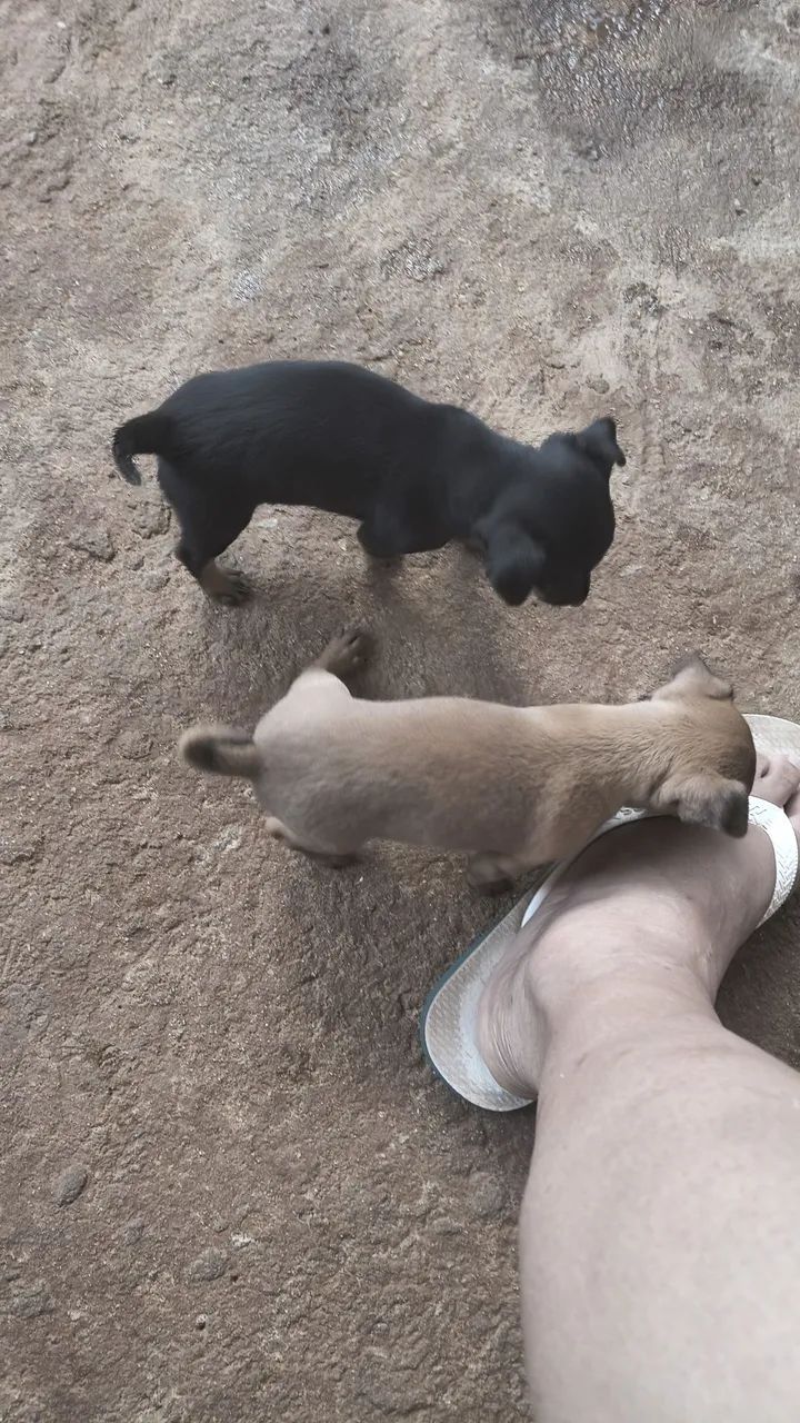 Filhotes de pinscher 0(Zero). - Foto 2