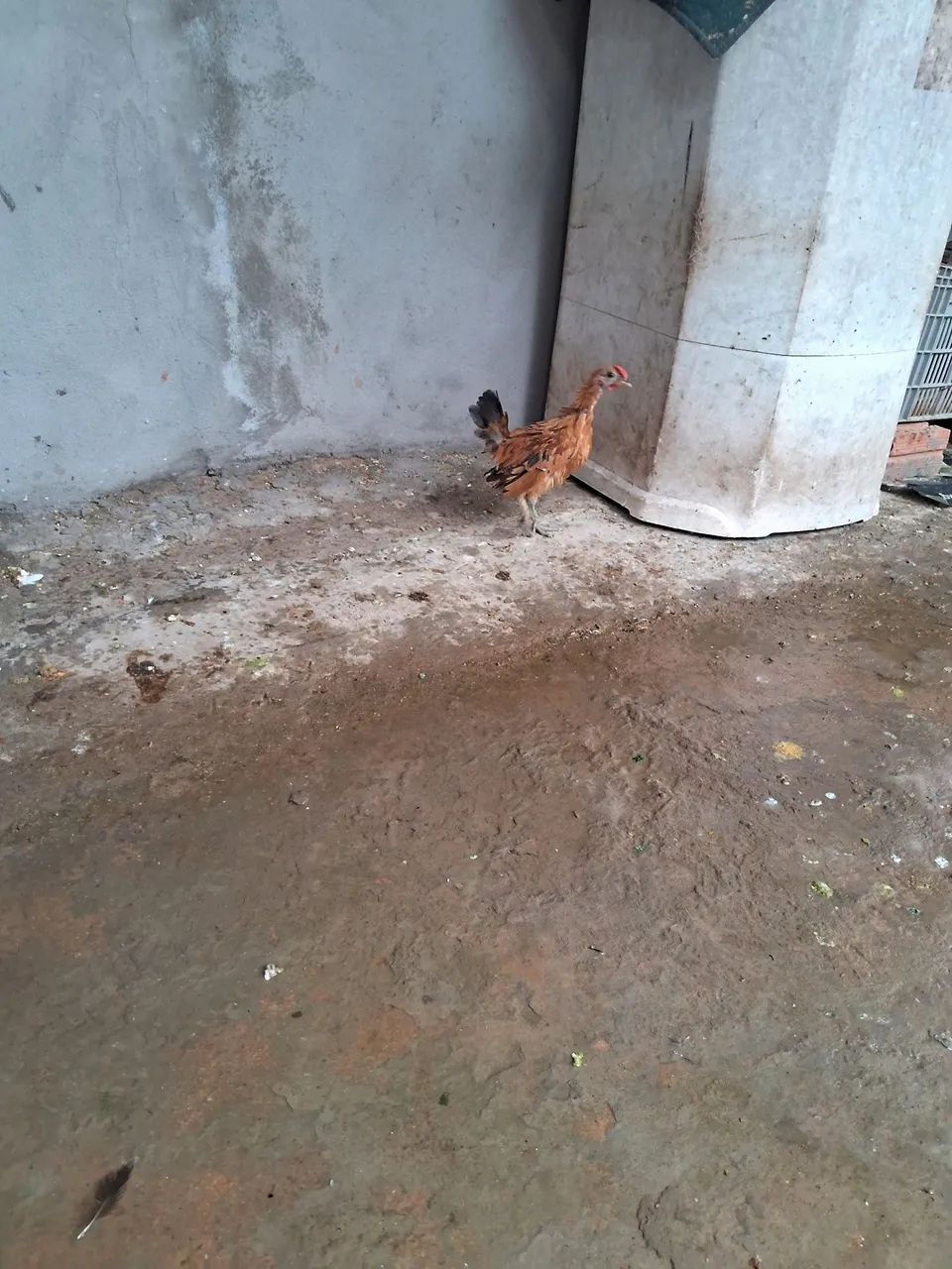 Garnize novos - Foto 5