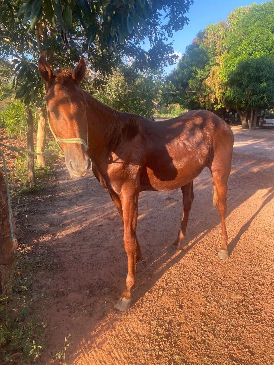 Cavalo quarto de milho