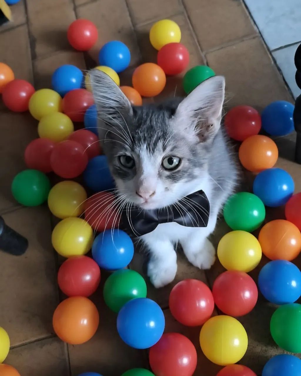 Doação responsável  - Foto 5