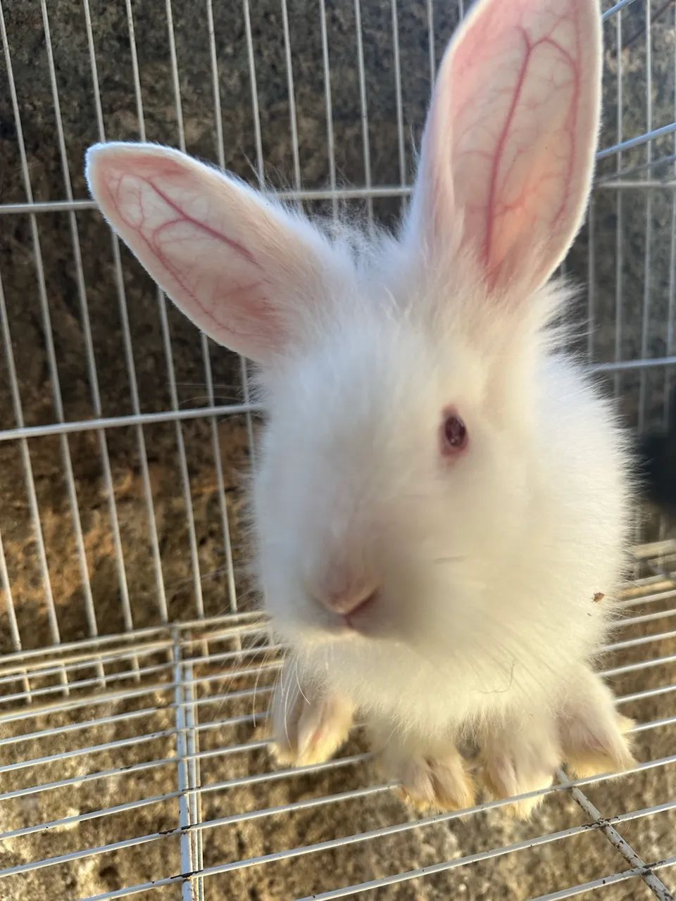 Coelhos jovens a venda $30 a unidade. - Foto 3