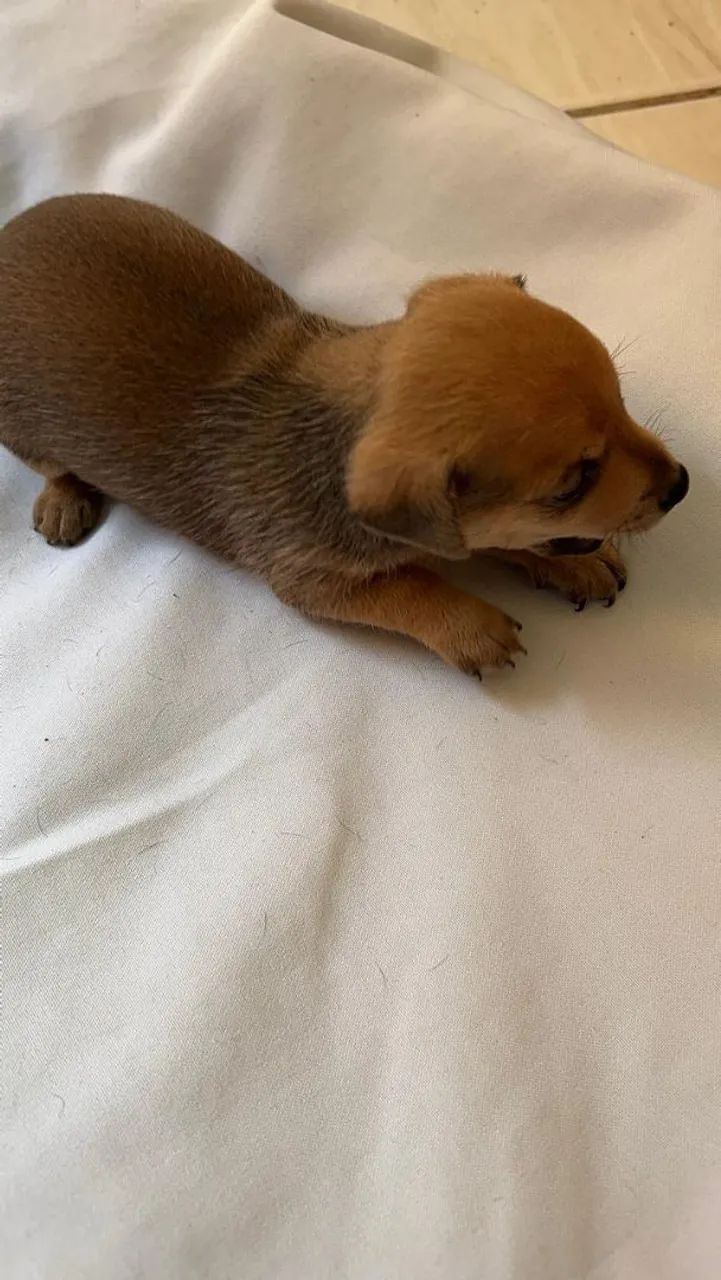 Pinscher  - Foto 2