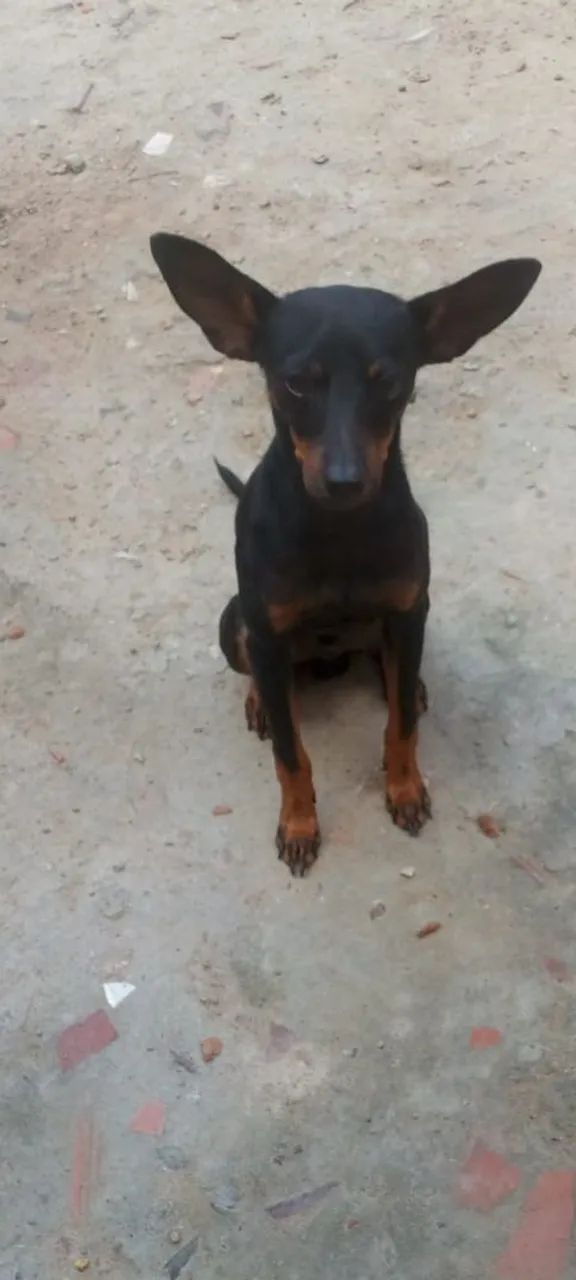 Cachorro pinscher