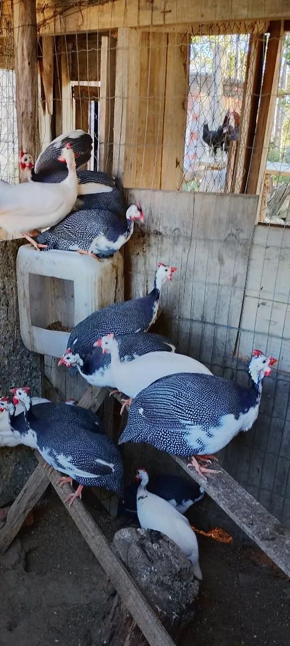 Aves de axé 