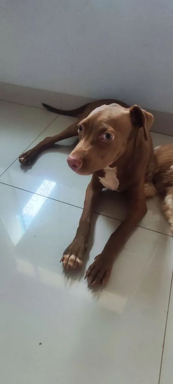 Pit bull doa- se 4 meses