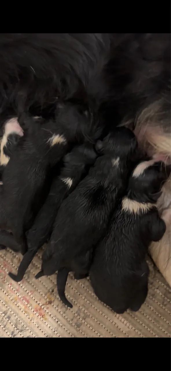 BORDER COLLIE - Foto 3