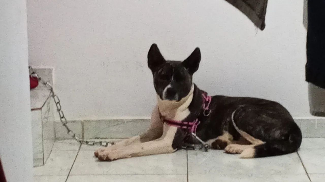 Doação de pet - Foto 5