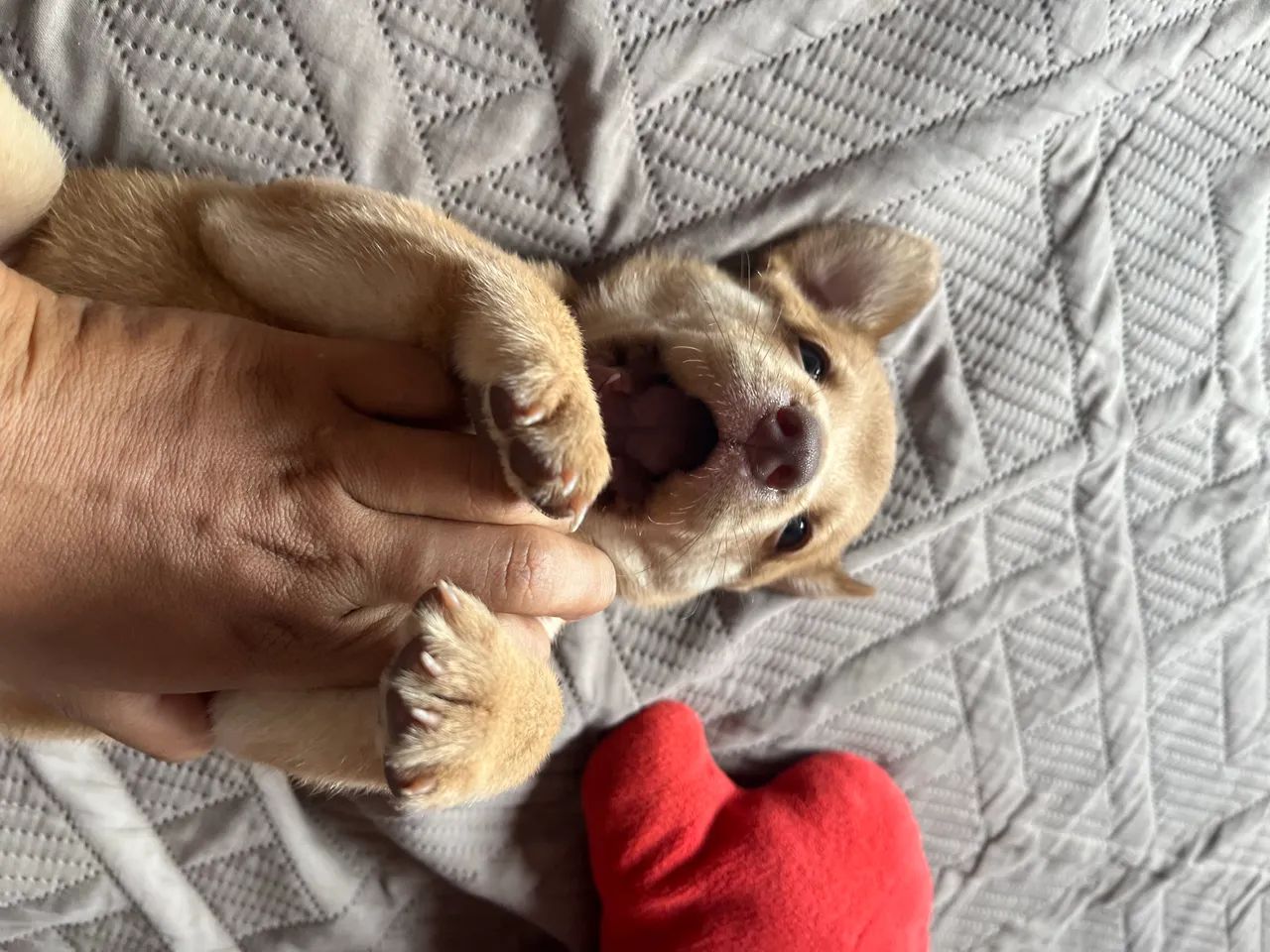 Chow-chow 100,00 - Foto 4