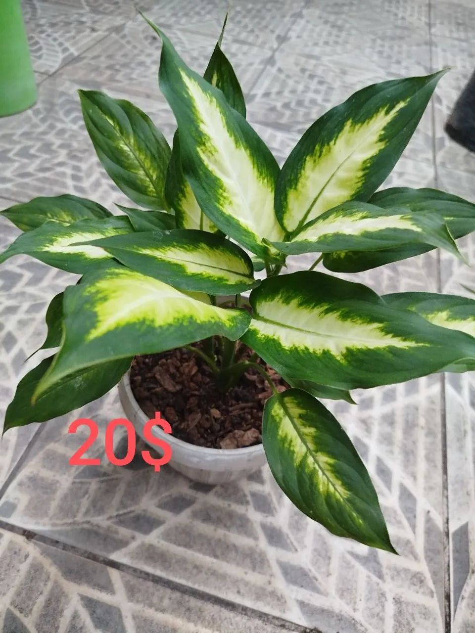 Plantas  - Foto 3
